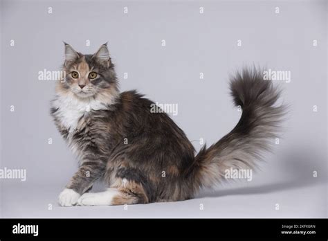 young Maine Coon Stock Photo - Alamy