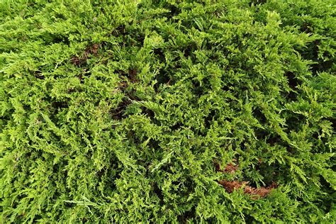 Sea Green Juniper Shrub (1 Gal) - Fountain shaped foliage that changes – Online Orchards