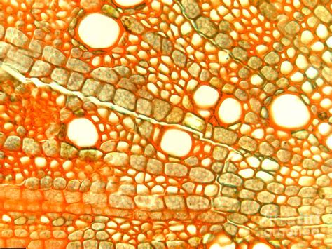 cotton root cross section lm photograph  garry delong fine art america