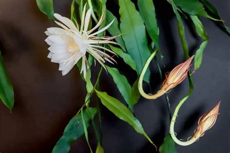 27 Types Of Flowering Cactus With White Flowers - GrowingVale