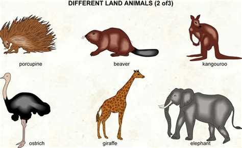 information land animals