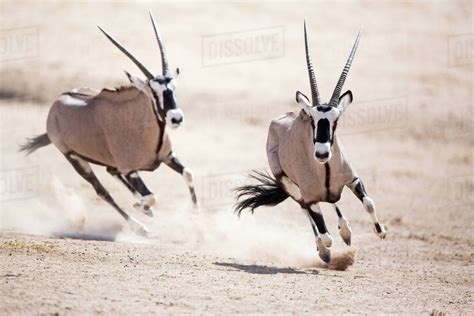 Two Gemsbok Oryx Gazella Chasing During Fight Kgalagadi