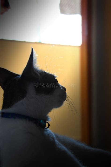 Long Haired Cat Silhouette Stock Photo Image Of Fence 15242182