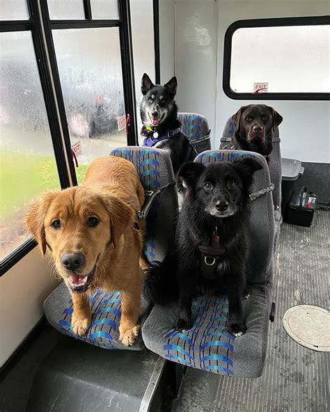 These Dogs Getting On The Bus For Doggy Daycare Is The Cutest Thing Ever