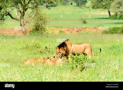 Panthera Leo Simba Group Of Lions Hunting In Tarangire National Park