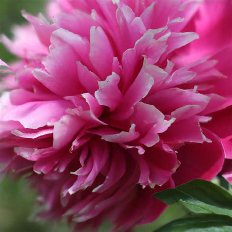 Nikita Peony An Exotic Russian Beauty In Full Bloom The Green Thumb