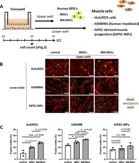 Human Imscs And Bm Mscs Promoted Differentiation Of Human Myogenic Download Scientific Diagram