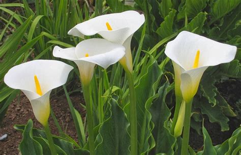 The Arum Lily Zantedeschia Aethiopica The Garden Of Eaden