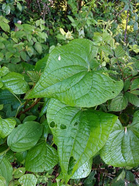 Dioscorea Communis L Caddick Wilkin 2002 DIOSCOREACE Flickr