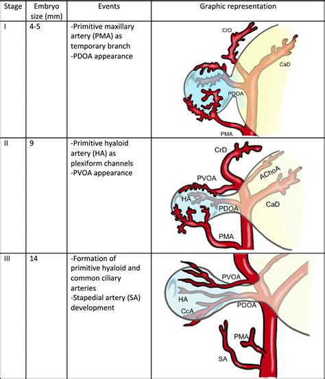 Ophthalmic Artery Branches