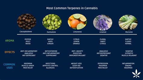 Cannabis Terpenes Guide: Beyond Aroma and Flavor