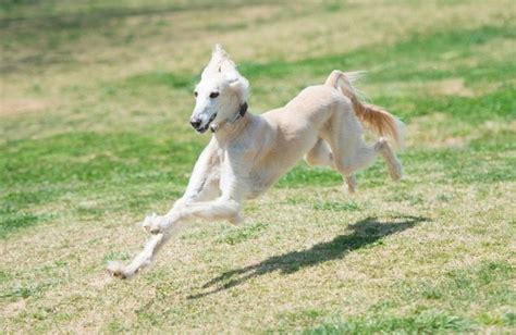 Is The Saluki The Fastest Dog