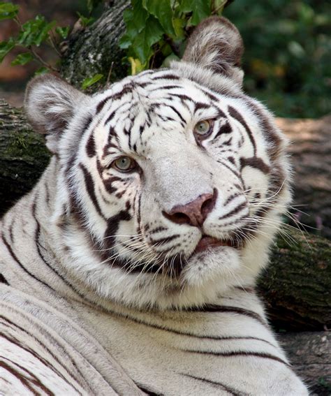 White Tiger - The Cincinnati Zoo & Botanical Garden