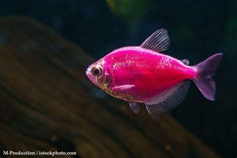 Ikan Glofish Tetra Karakteristik Dan Panduan Perawatan IkanPedia