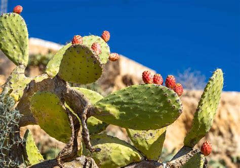 Insecta Dismantling Tunisia Est Crucial Opuntia Pirum Industry