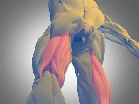 Hamstring Anatomy Stock Photos Royalty Free Hamstring Anatomy Images