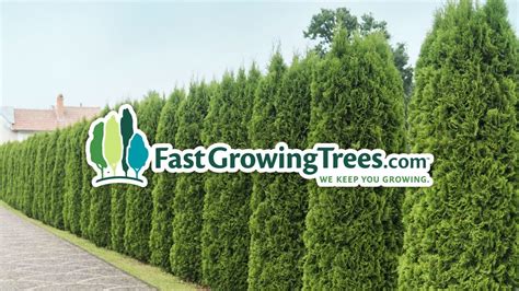 Thuja Green Giant Thuja Green Giant Green Giant Fast Growing Evergreens