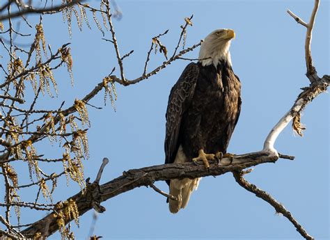 Bald Eagle Bald Eagle Perched Angela Cole Flickr