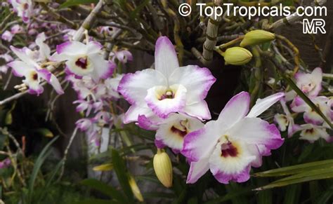 Dendrobium nobile, Dendrobium Nobile Orchid