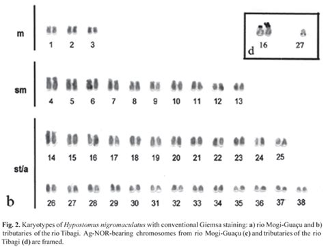 Scielo Brasil Cytogenetic Characterization Of Hypostomus