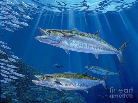 Kingfish At A Glance Florida Sportsman