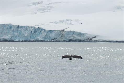 SAILING IN ANTARCTICA :: Behance