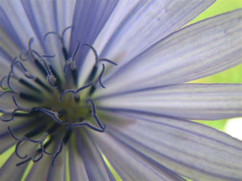 Chicory Center Crabgrass Flower Center Audrey Flickr