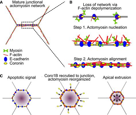 Epithelial Contractility A Crowning Achievement Developmental Cell