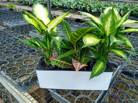 Vibrant Tropical Plants in Self Watering Planter | Atlanta Houseplants