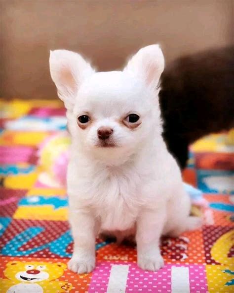 white chihuahua / white chihuahua for sale