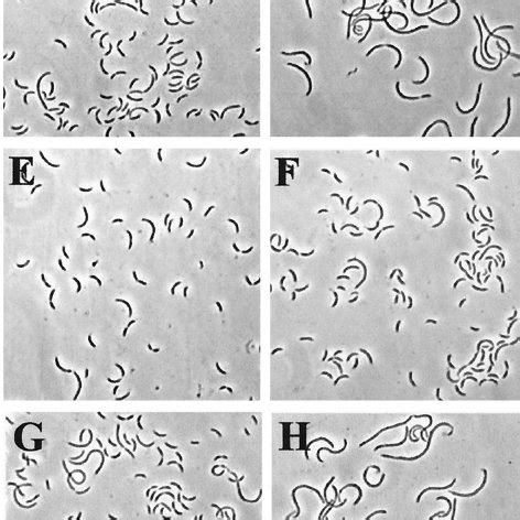 Morphologies Of C Crescentus Strains Used In This Study All Cells