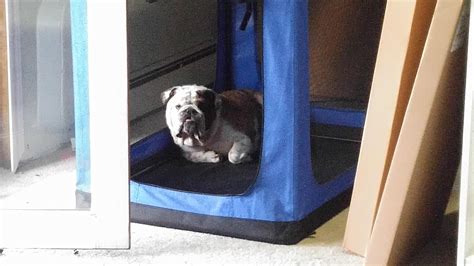 182 best r/bulldog images on Pholder | Reddit help me name him