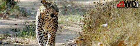 kumbhalgarh wildlife sanctuary