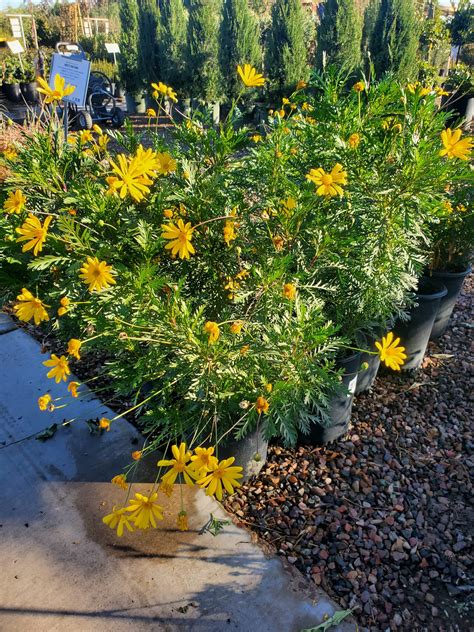 Euryops Daisy Euryops Pectinatus Viridis Treeland Nurseries