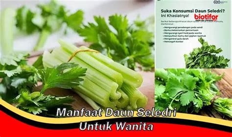 Temukan Manfaat Daun Seledri Untuk Wanita Yang Jarang Diketahui Biotifor