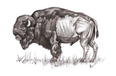 Bison Sketch by ccwildcard4 on DeviantArt