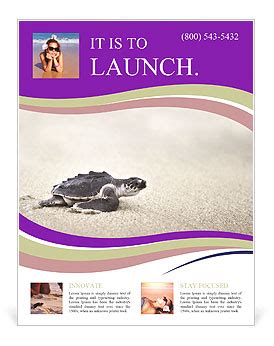 Olive Ridley Sea Turtle Hatchling Lepidochelys Olivacea Flyer