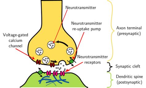 Synapse Diagram Unlabeled