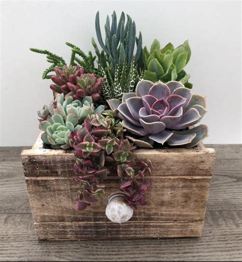 Succulent Arrangement Live Succulent Plants Live Succulent Etsy