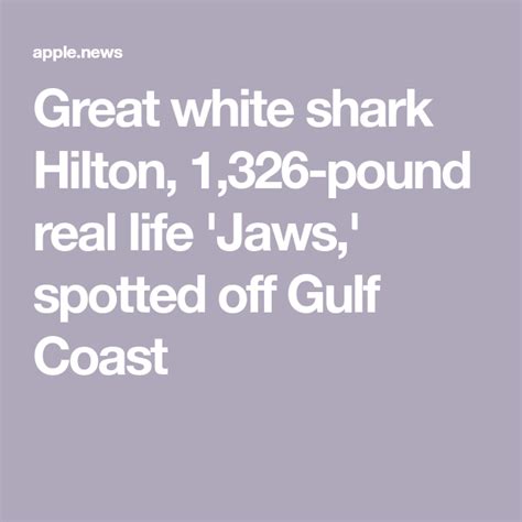 Great White Shark Hilton 1 326 Pound Real Life Jaws Spotted Off