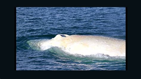 Rare White Humpback Whale Spotted Off New Zealand Coast Cnn Video