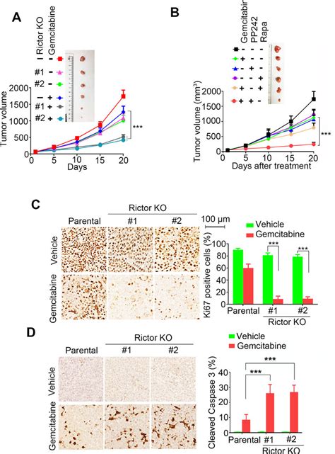 Rictor Deficiency Leads To Hypersensitivity To Gemcitabine Treatment