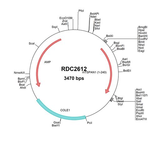 Mouse Tspan Np Versaclone Cdna Rdc R D Systems