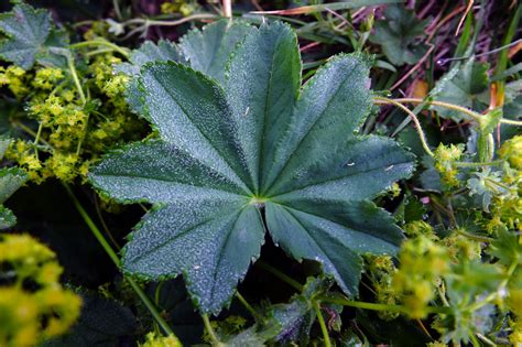 Alchemilla Rosaceae Image At Phytoimages Siu Edu