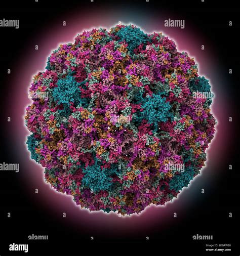 Murine Papillomavirus Capsid Molecular Model The Image Shows The