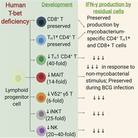 Human T Bet Governs Innate And Innate Like Adaptive Ifn γ Immunity