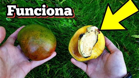 Como Germinar Mango Mucho M S R Pido Cultivar Y Sembrar Hueso O