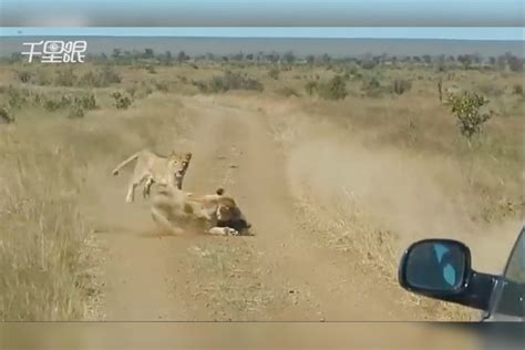 惊险！疣猪散步误入狮子地盘 生死猎杀3秒终结地盘狮子生死