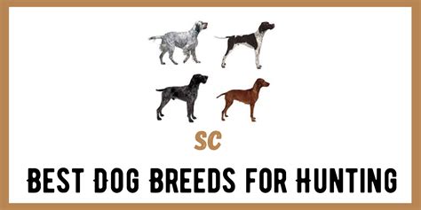 The Best Dog Breeds for Hunting - Survival Cache