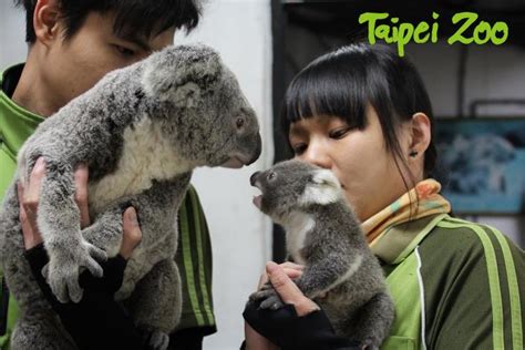 臺北市立動物園 新聞稿 無尾熊寶寶雙雙出袋 動物訓練幼幼班開張